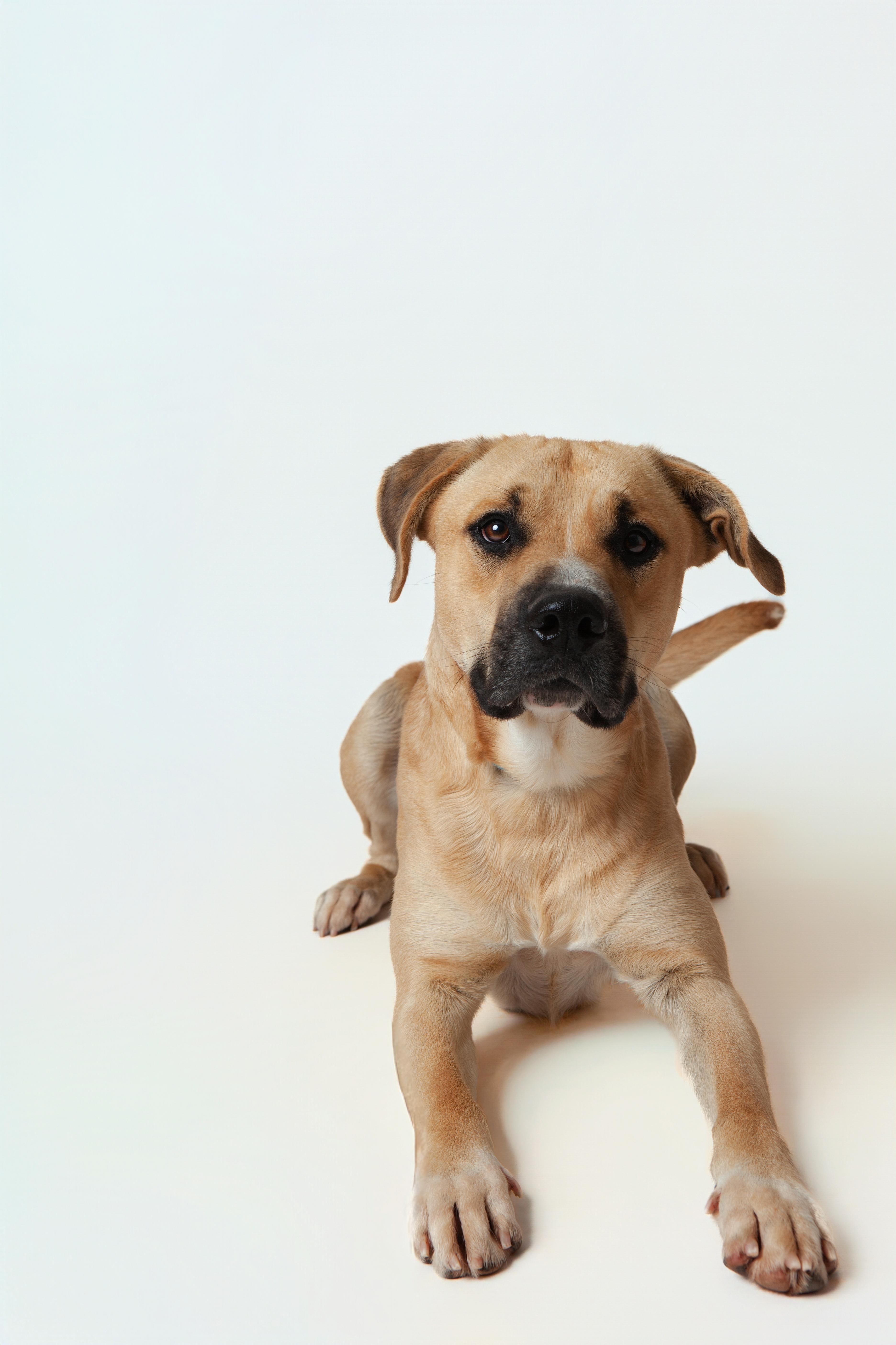 Bosco, an adopted Mixed Breed in Guthrie, OK image 2/4