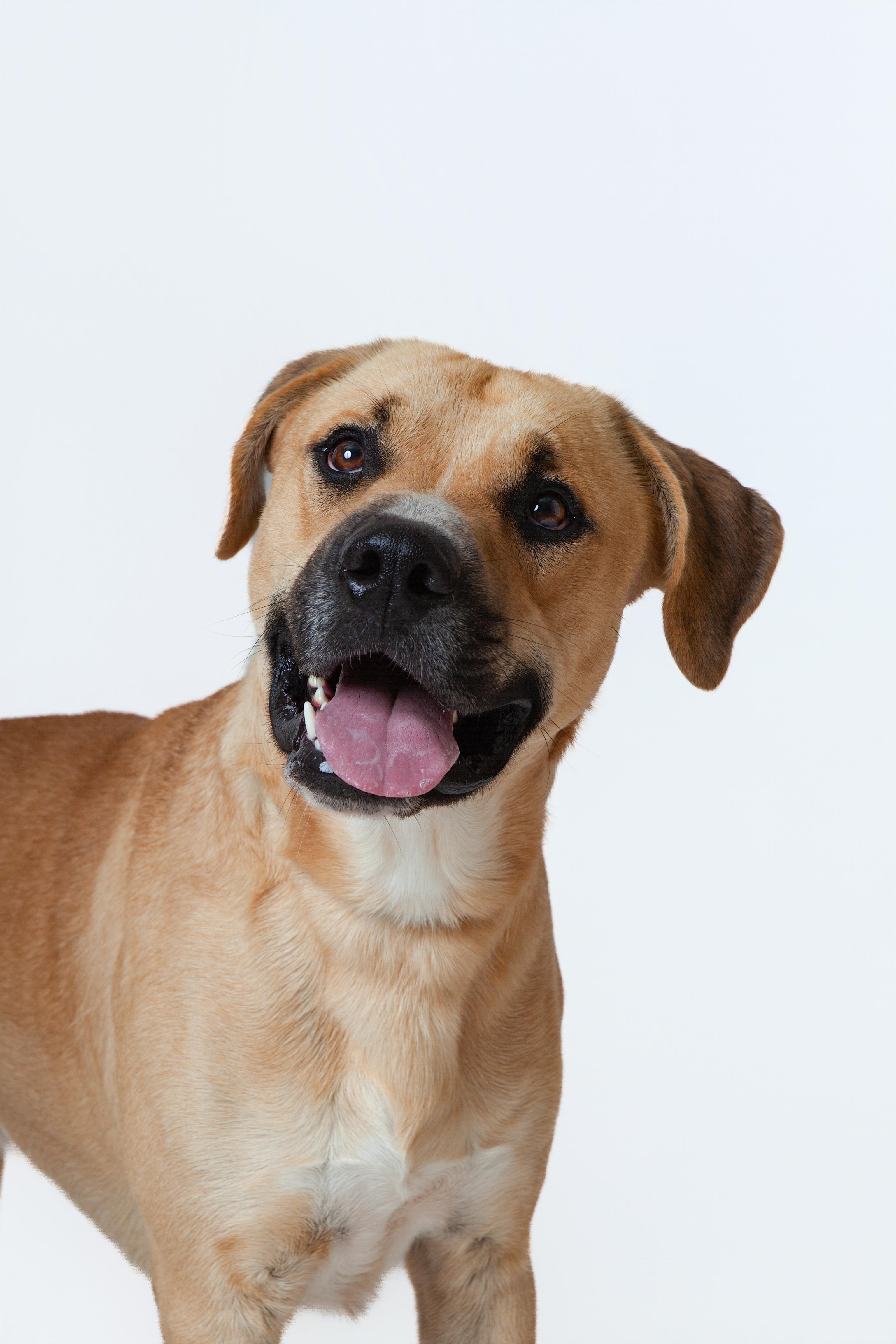 Bosco, an adopted Mixed Breed in Guthrie, OK image 3/4