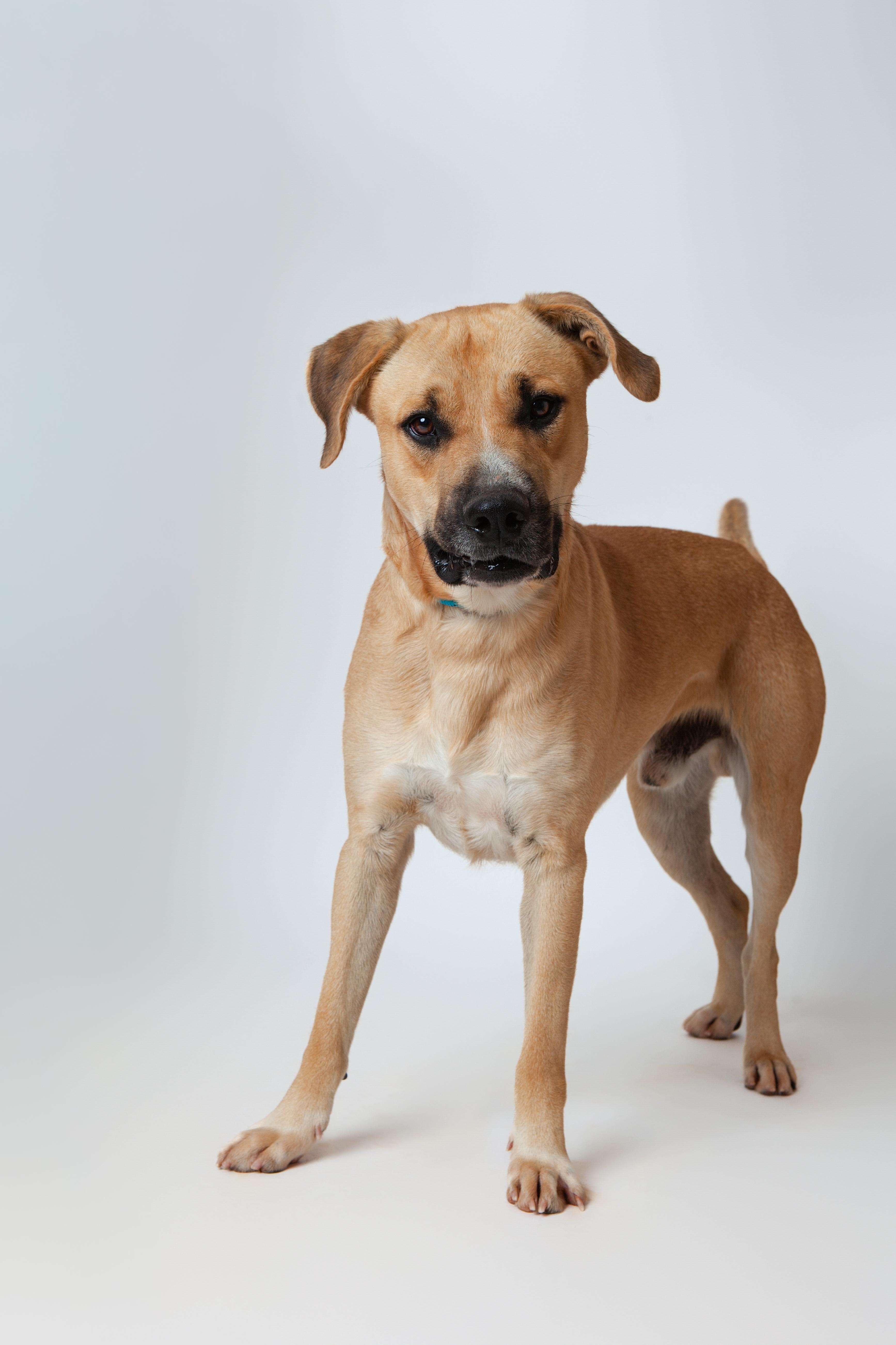 Bosco, an adopted Mixed Breed in Guthrie, OK image 4/4