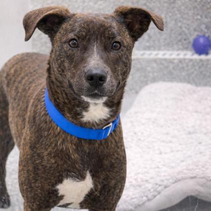 Enlarge Nick, a Adoptable mixed breed in Voorhees, NJ image 1/3