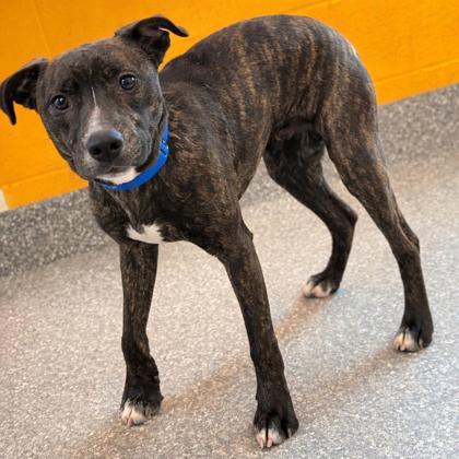 Enlarge Nick, a Adoptable mixed breed in Voorhees, NJ image 2/3