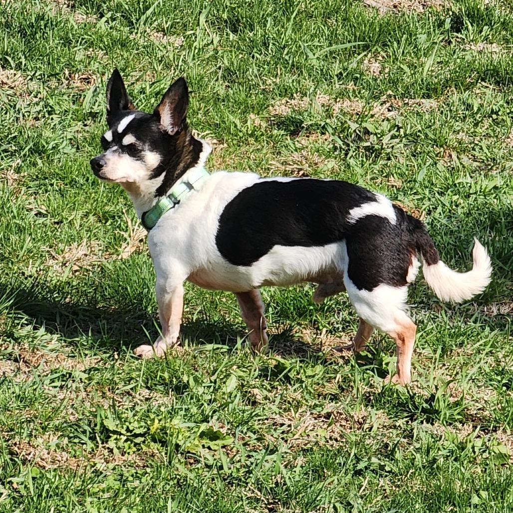 Enlarge Tiny, a Adoptable mixed breed in Toms Brook, VA image 1/1