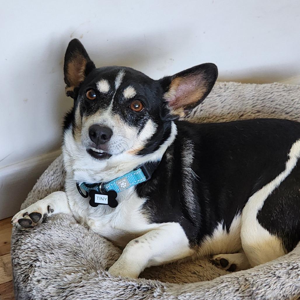 Tiny, a Adoptable mixed breed in Toms Brook, VA image 2/2