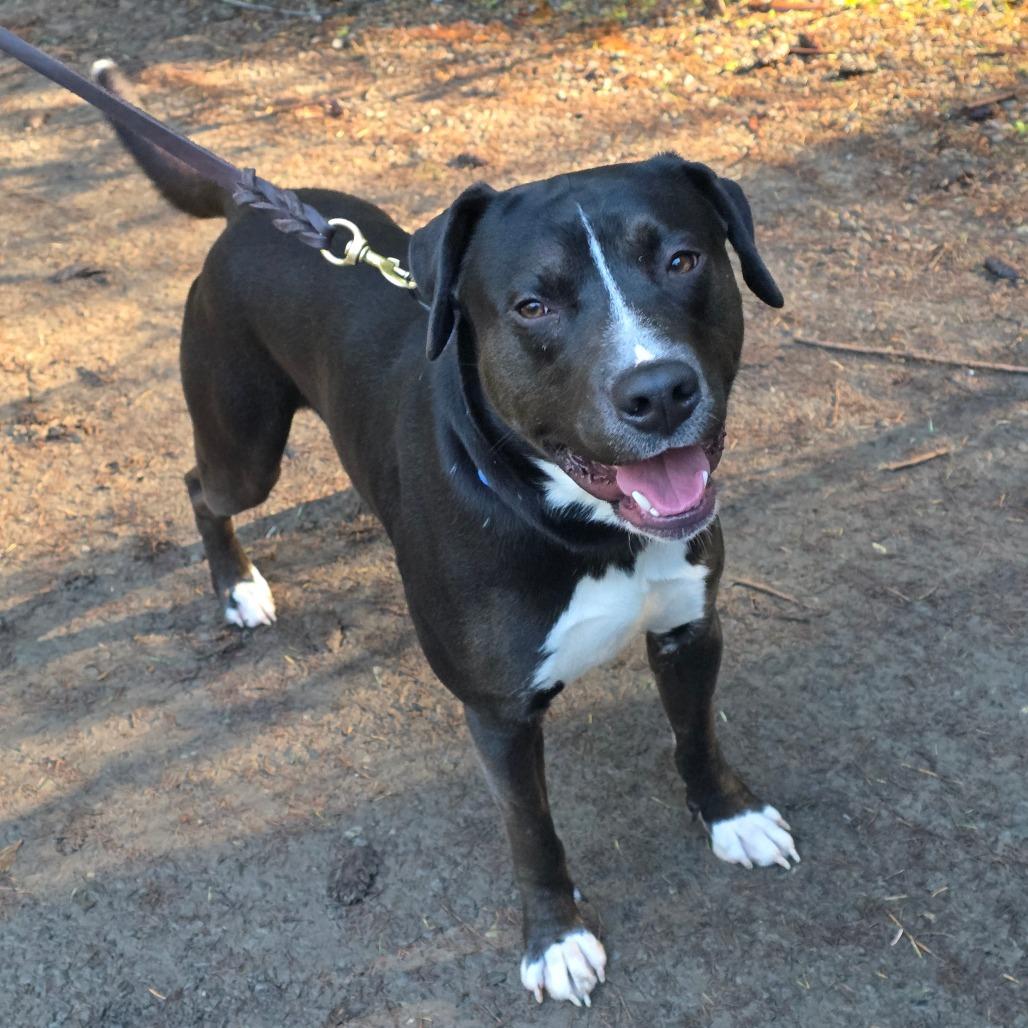 Enlarge Dibley, a Adoptable Mixed Breed in Port Townsend, WA image 1/6