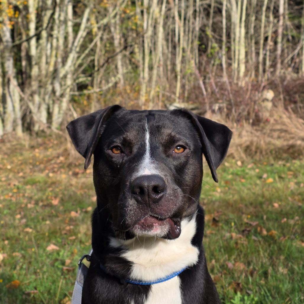 Dibley, a Adoptable Mixed Breed in Port Townsend, WA image 1/6