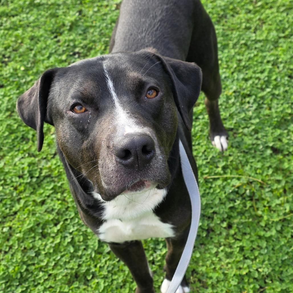 Dibley, Adoptable, Adult Male Mixed Breed.