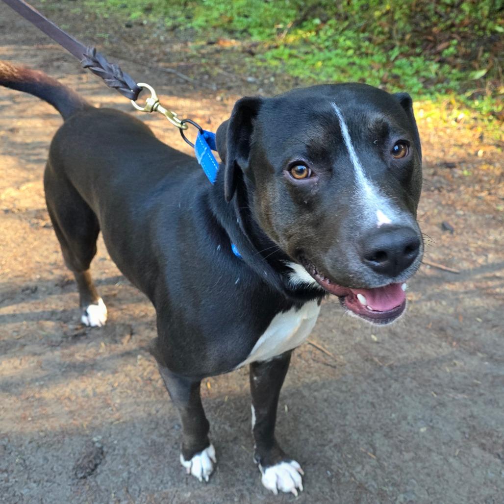 Dibley, Adoptable, Adult Male Mixed Breed.