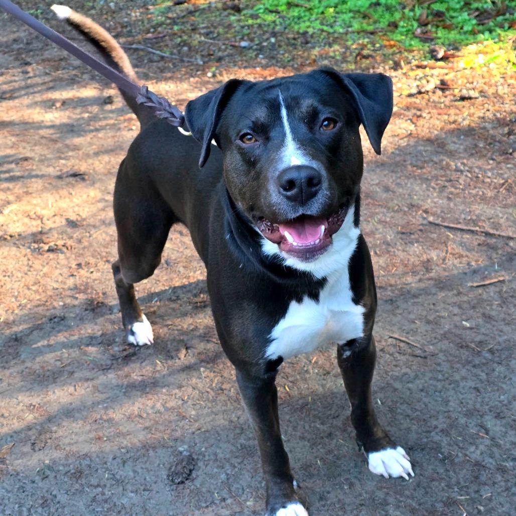 Enlarge Dibley, a Adoptable Mixed Breed in Port Townsend, WA image 3/6