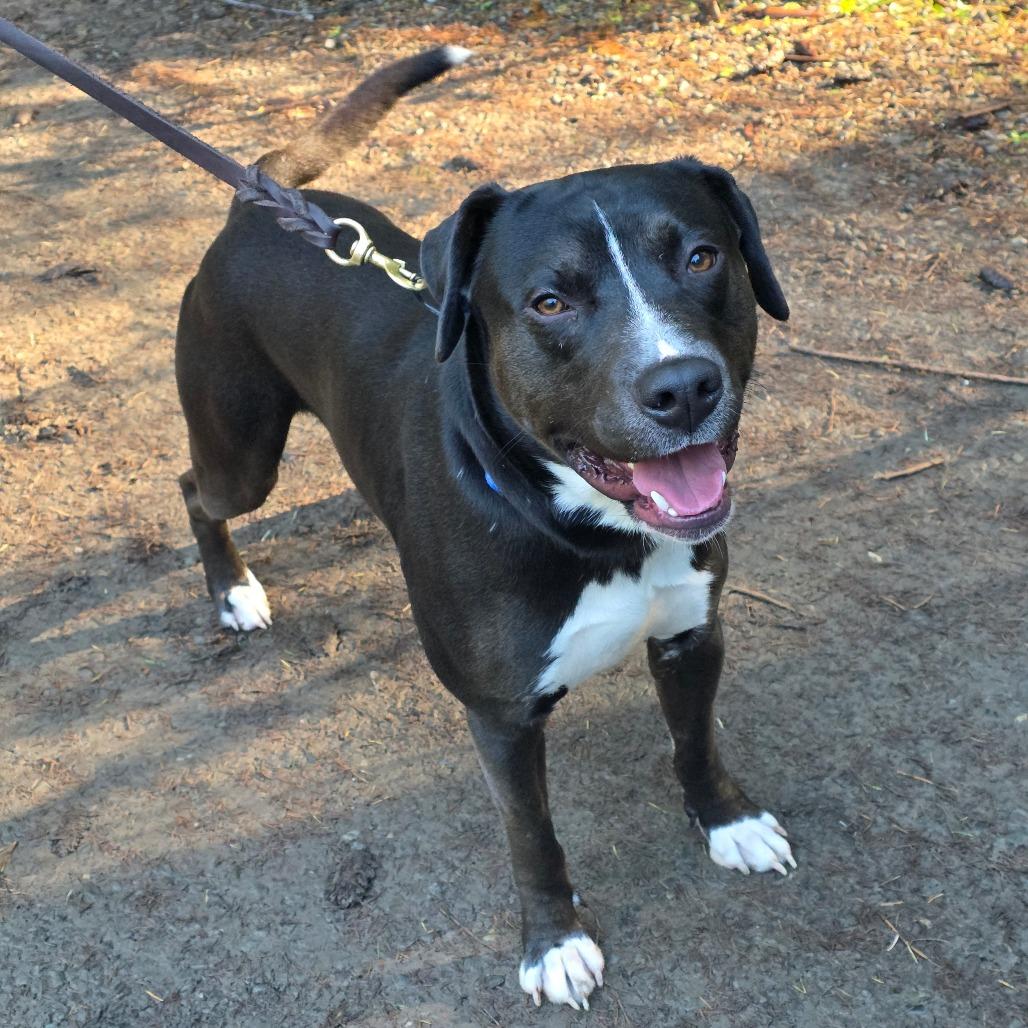 Enlarge Dibley, a Adoptable Mixed Breed in Port Townsend, WA image 4/6