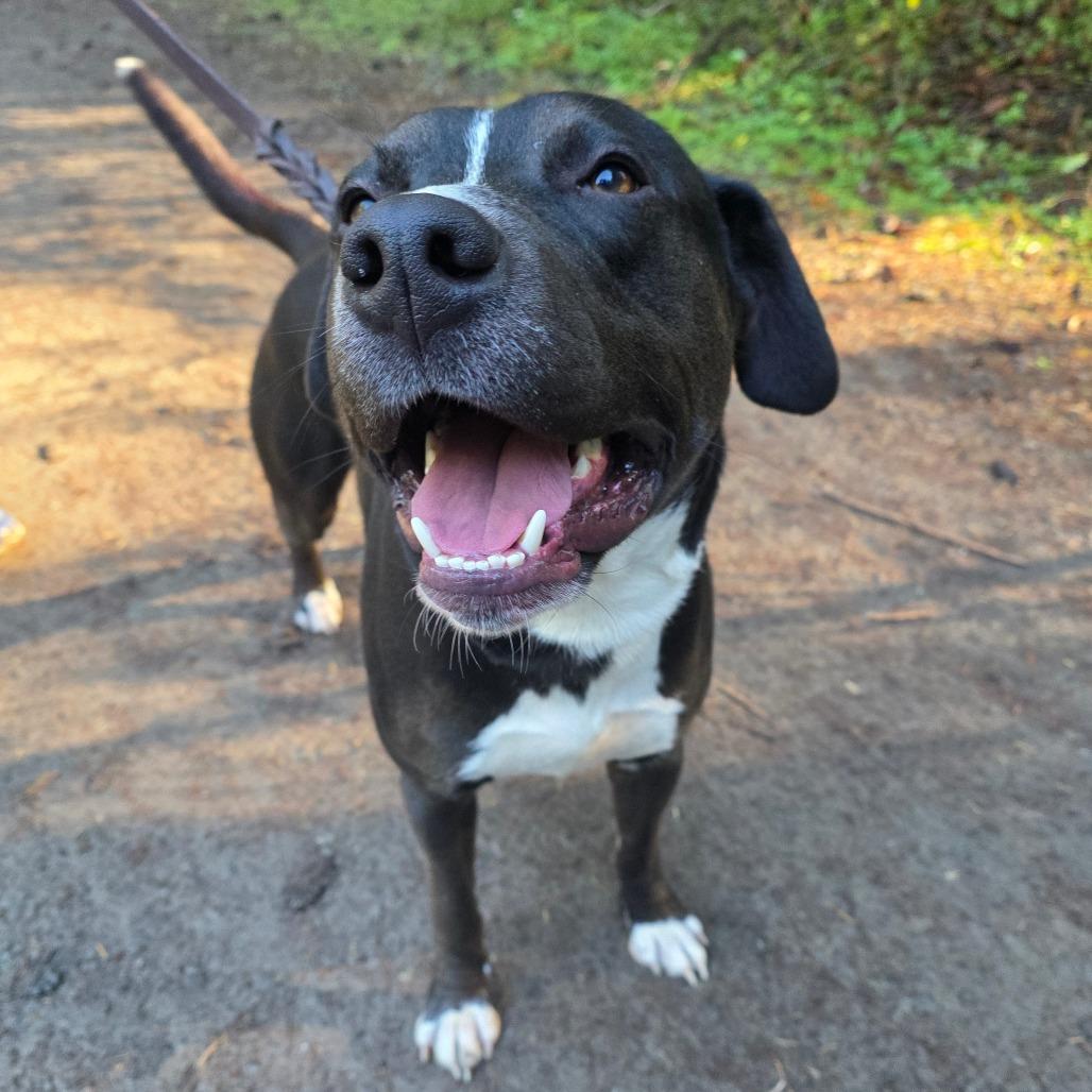 Enlarge Dibley, a Adoptable Mixed Breed in Port Townsend, WA image 5/6