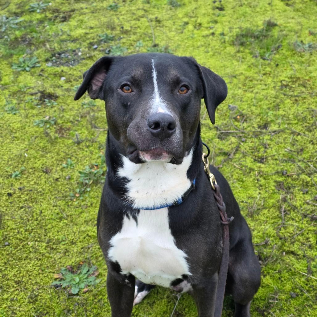 Enlarge Dibley, a Adoptable Mixed Breed in Port Townsend, WA image 5/6