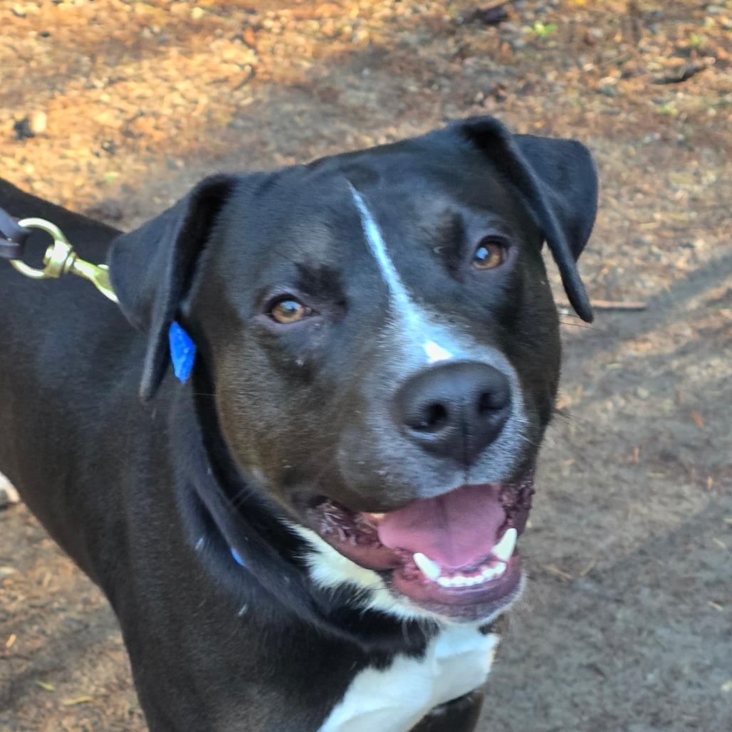 Enlarge Dibley, a Adoptable Mixed Breed in Port Townsend, WA image 6/6