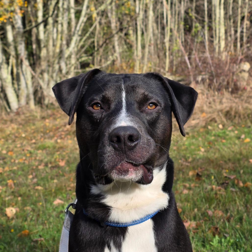 Dibley, a Adoptable Mixed Breed in Port Townsend, WA image 6/6