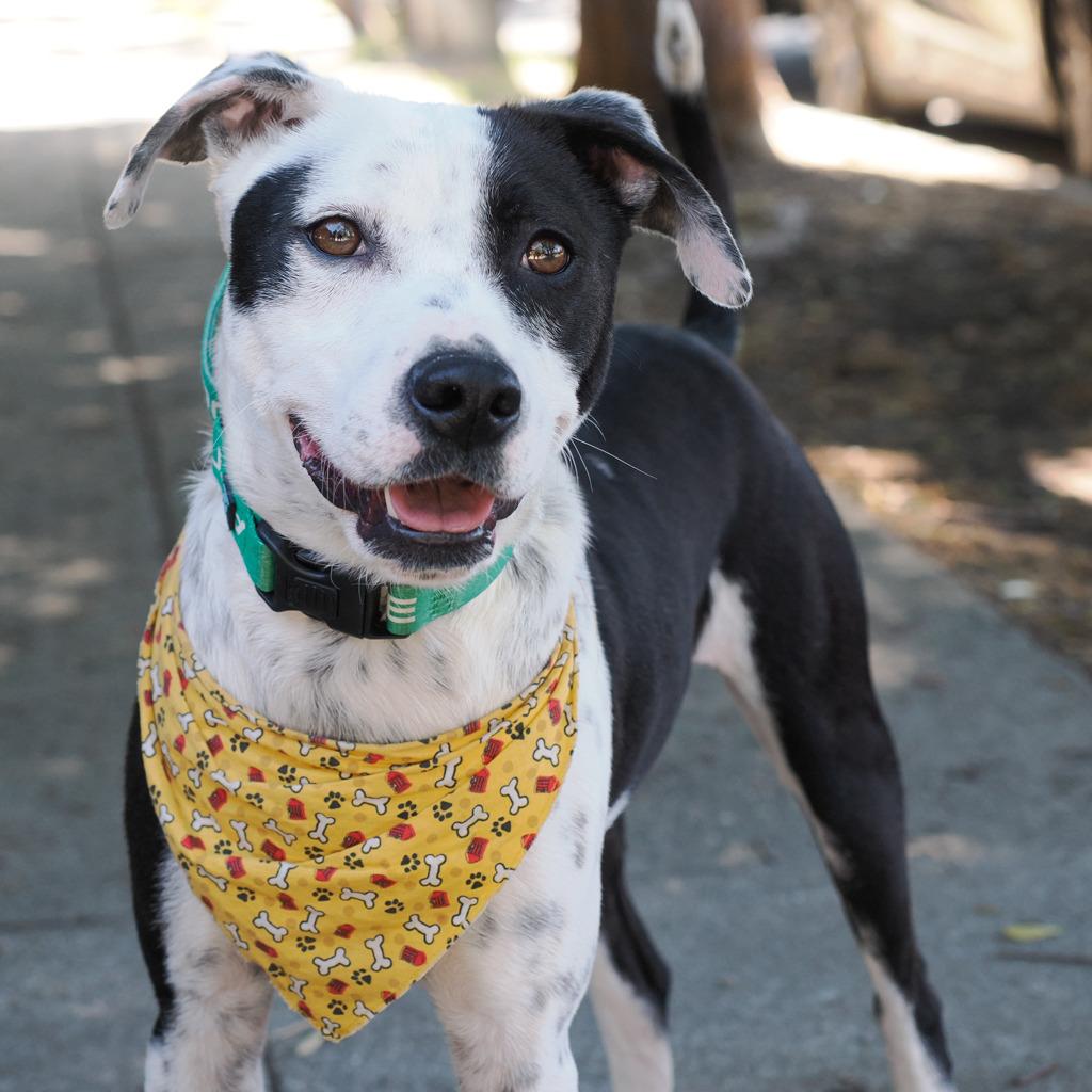 Enlarge WAYLON, a Adoptable mixed breed in Point Richmond, CA image 1/6