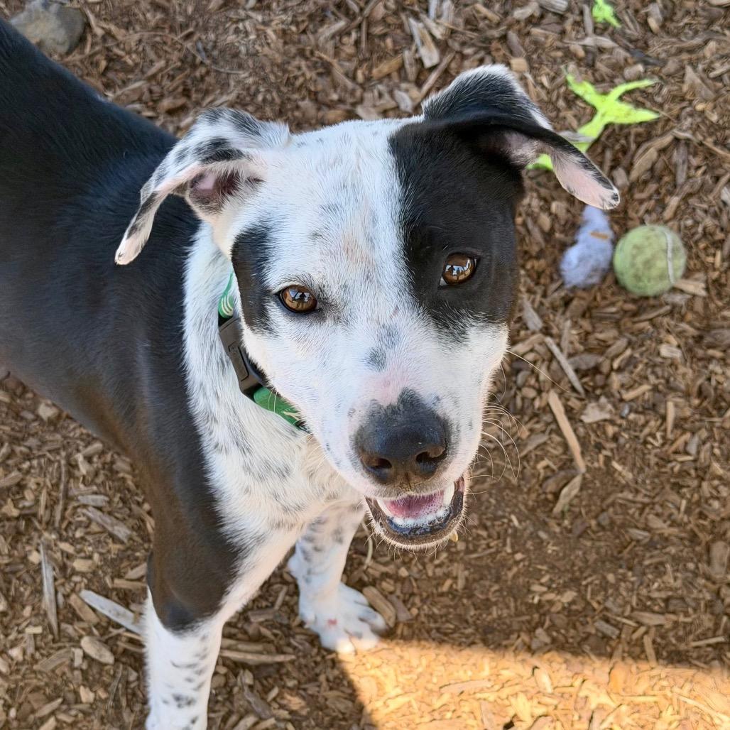 Enlarge WAYLON, a Adoptable mixed breed in Point Richmond, CA image 2/6