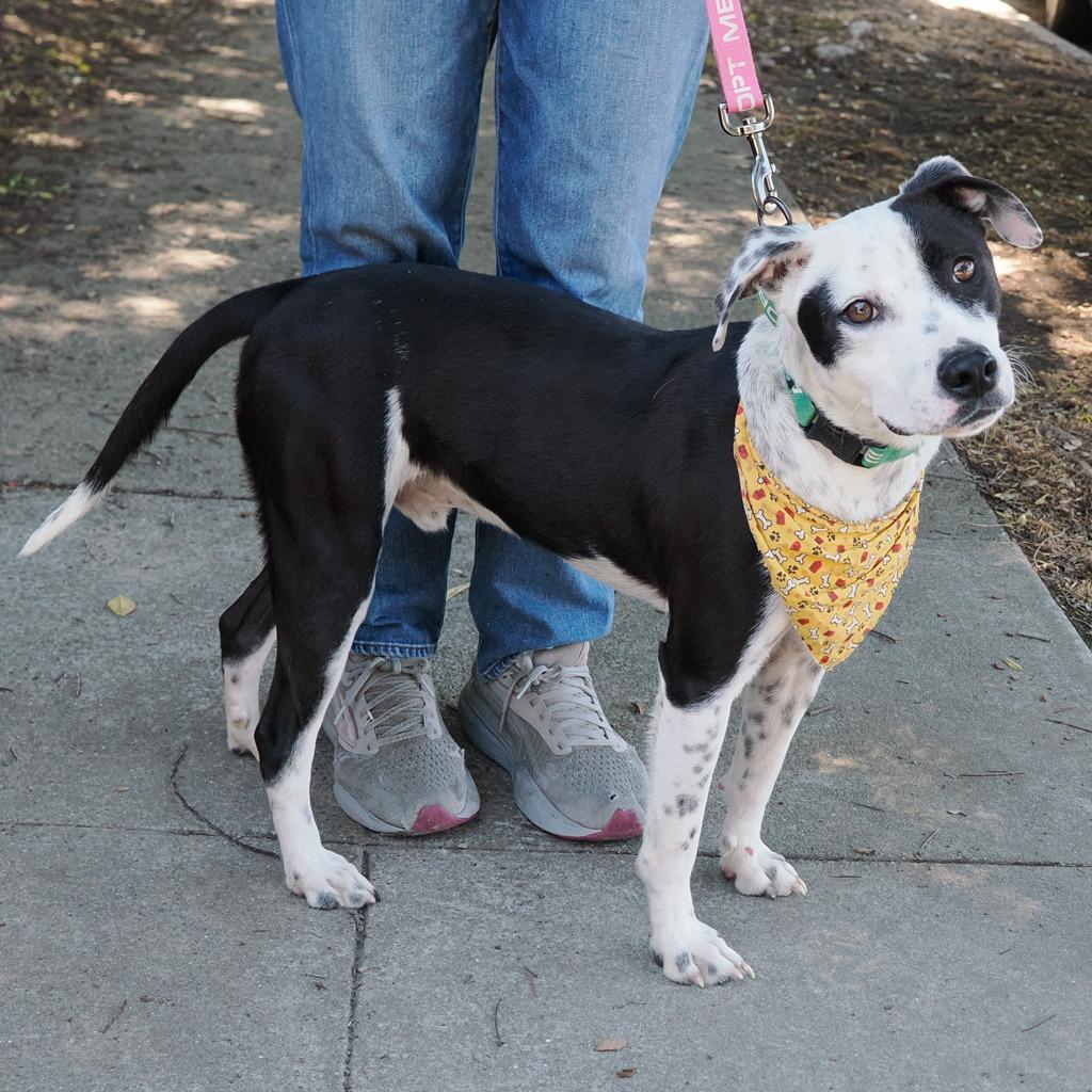 Enlarge WAYLON, a Adoptable mixed breed in Point Richmond, CA image 3/6