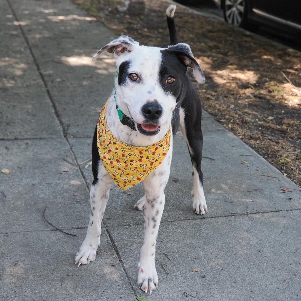 Enlarge WAYLON, a Adoptable mixed breed in Point Richmond, CA image 4/6