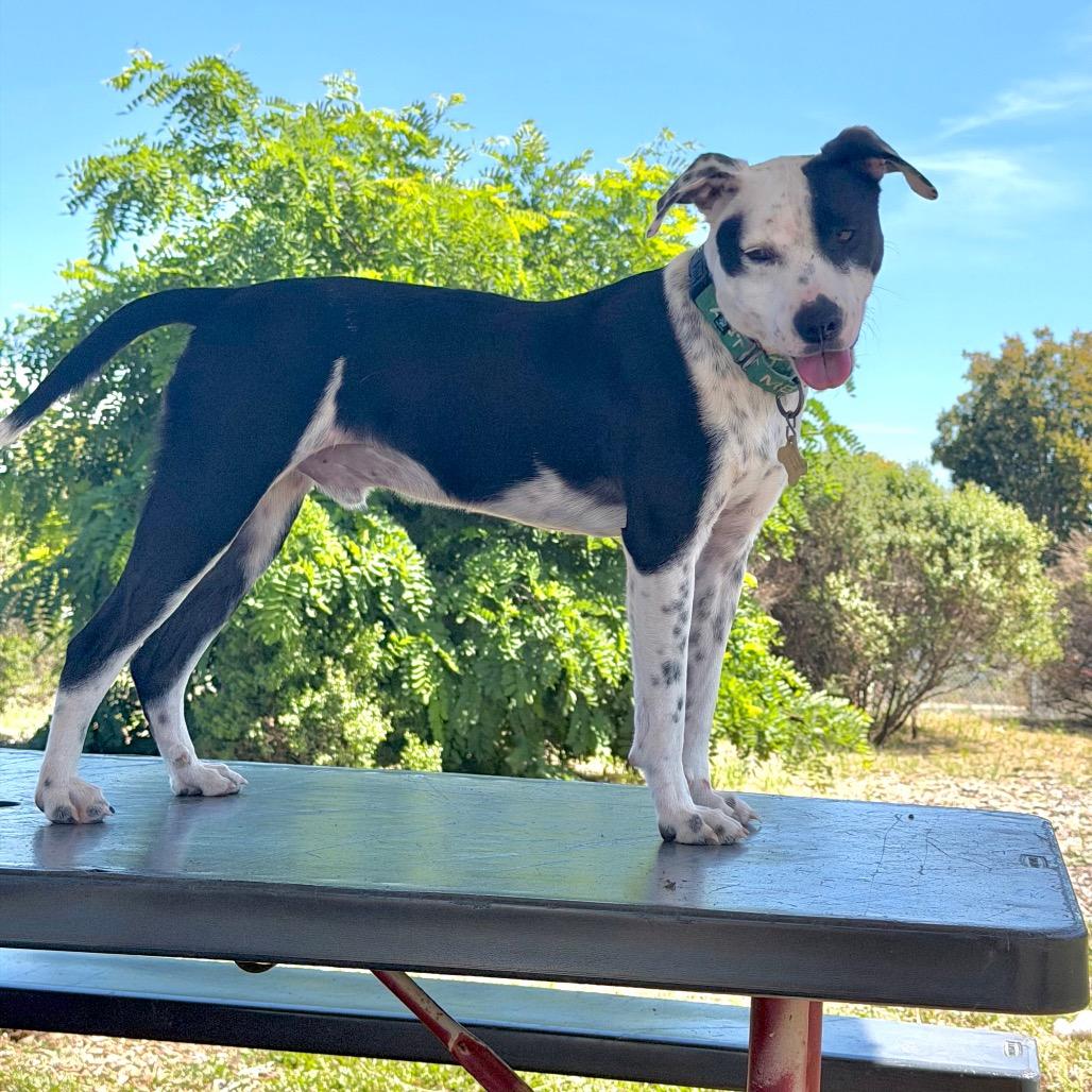 Enlarge WAYLON, a Adoptable mixed breed in Point Richmond, CA image 5/6