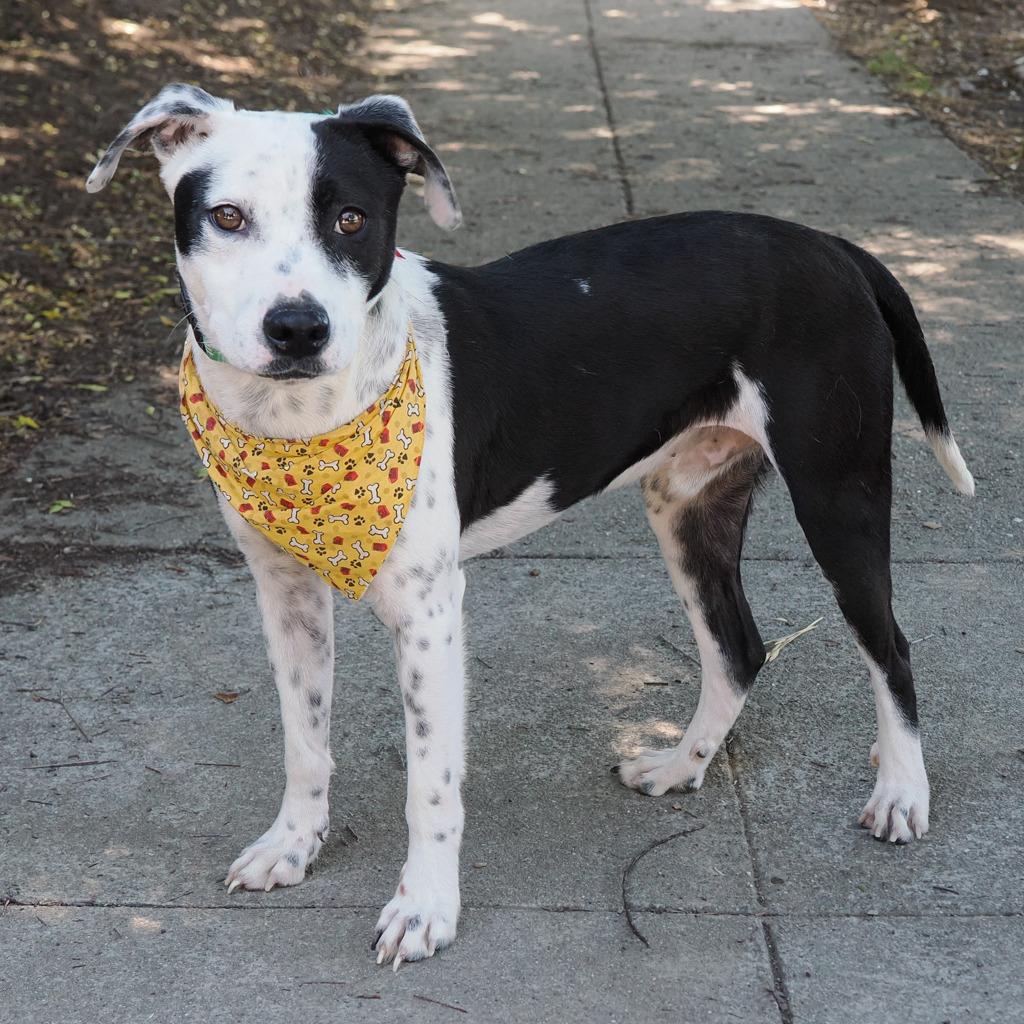 Enlarge WAYLON, a Adoptable mixed breed in Point Richmond, CA image 6/6