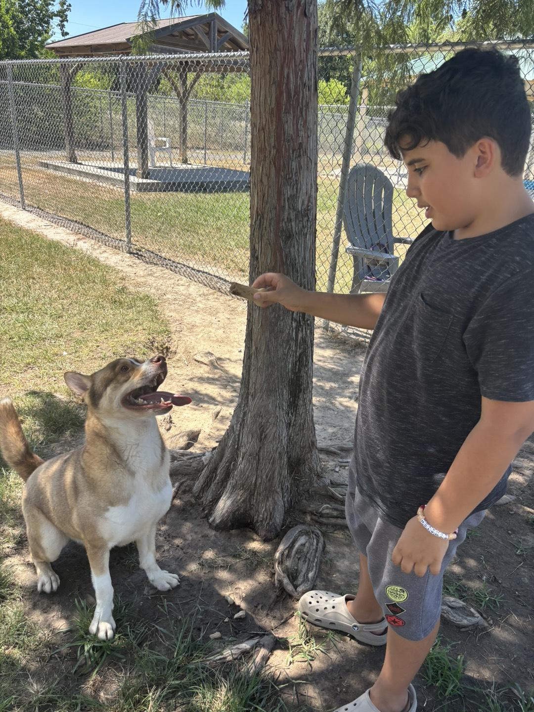 Enlarge Oslo (Sweet, Playful, Super friendly, Great with Kids, Heterochromia ), a Adoptable mixed breed in Grand Rapids, MI image 5/5