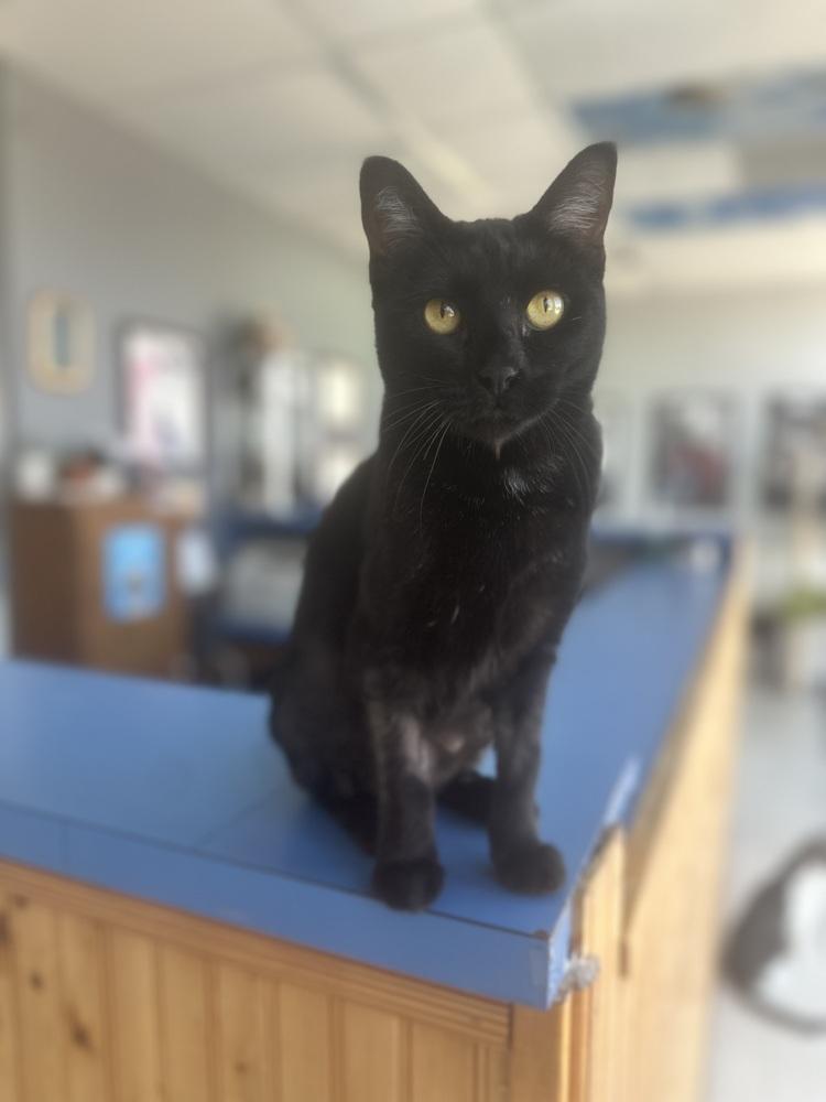 Pantalones aka Carrillon 4406, Adoptable, Adult Female Domestic Short Hair.