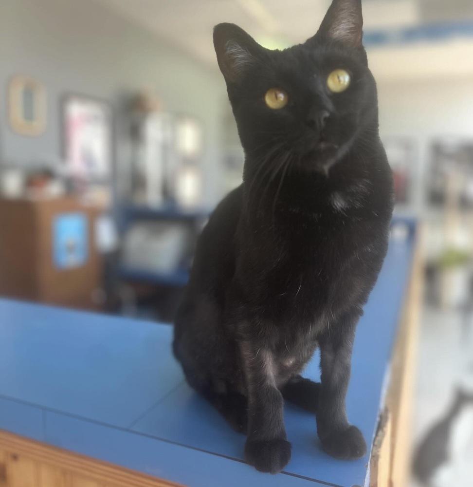 Pantalones aka Carrillon 4406, a Adoptable Domestic Short Hair in Dallas, TX image 2/4