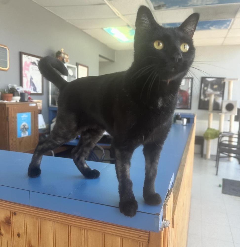 Pantalones aka Carrillon 4406, a Adoptable Domestic Short Hair in Dallas, TX image 3/4