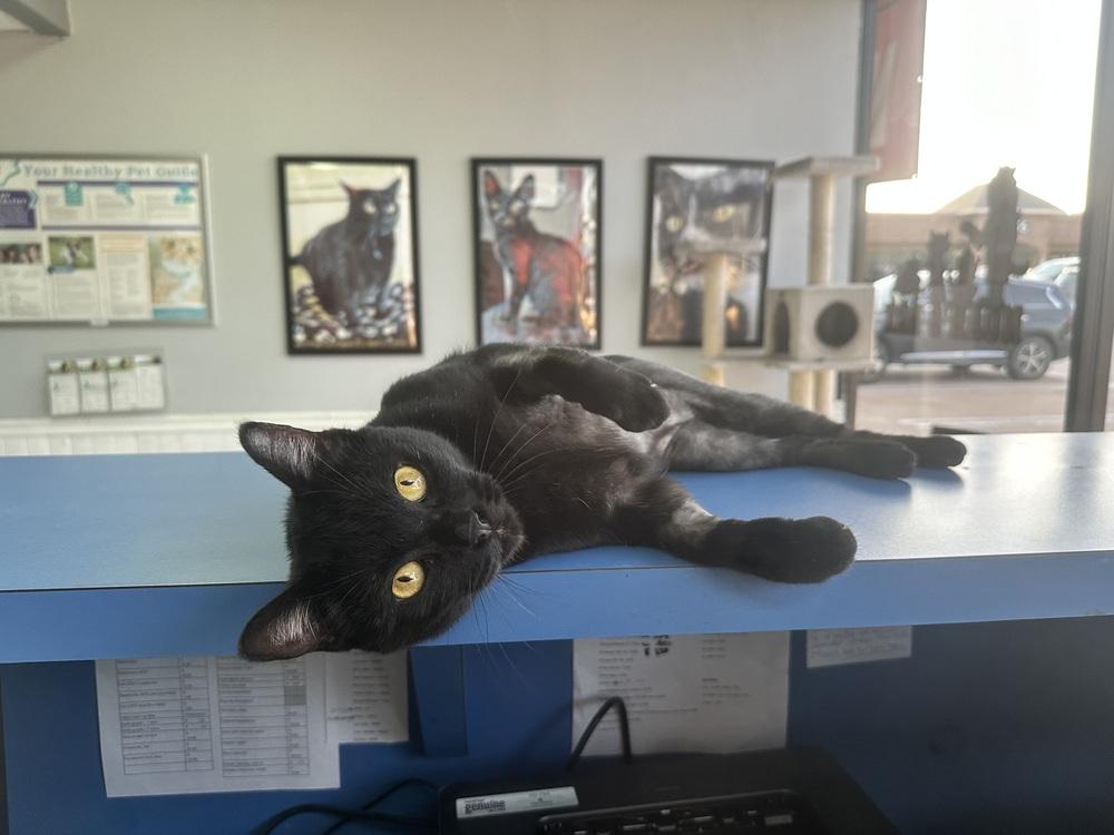 Pantalones aka Carrillon 4406, a Adoptable Domestic Short Hair in Dallas, TX image 4/4