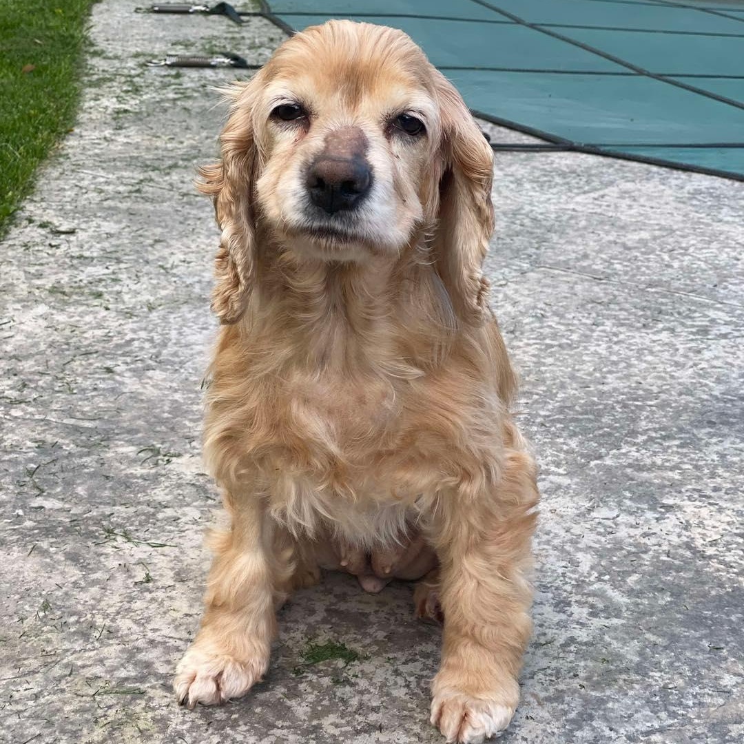 Dog for adoption - Truby, a Cocker Spaniel in St Thomas, ON | Petfinder