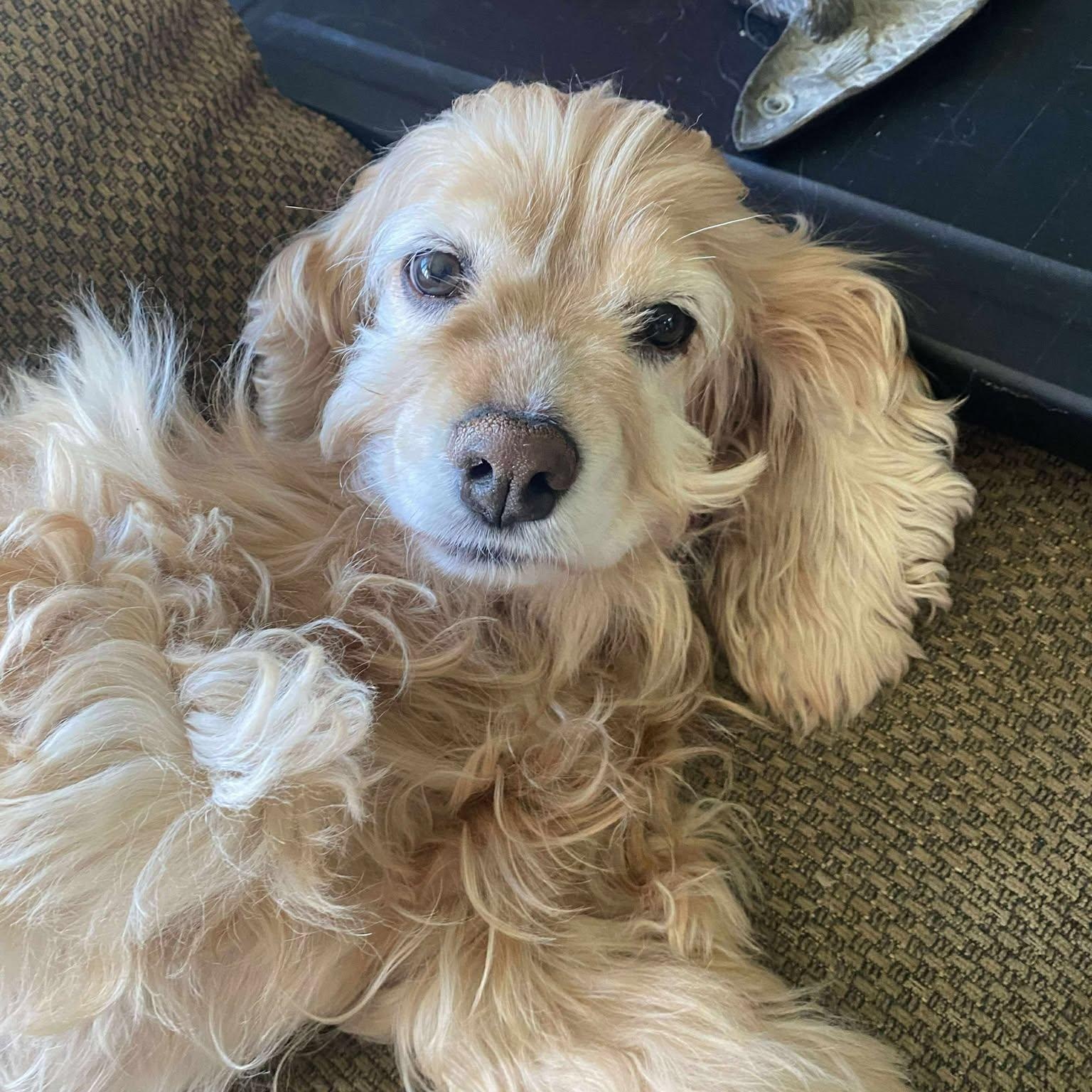 Dog for adoption - Truby, a Cocker Spaniel in St Thomas, ON | Petfinder