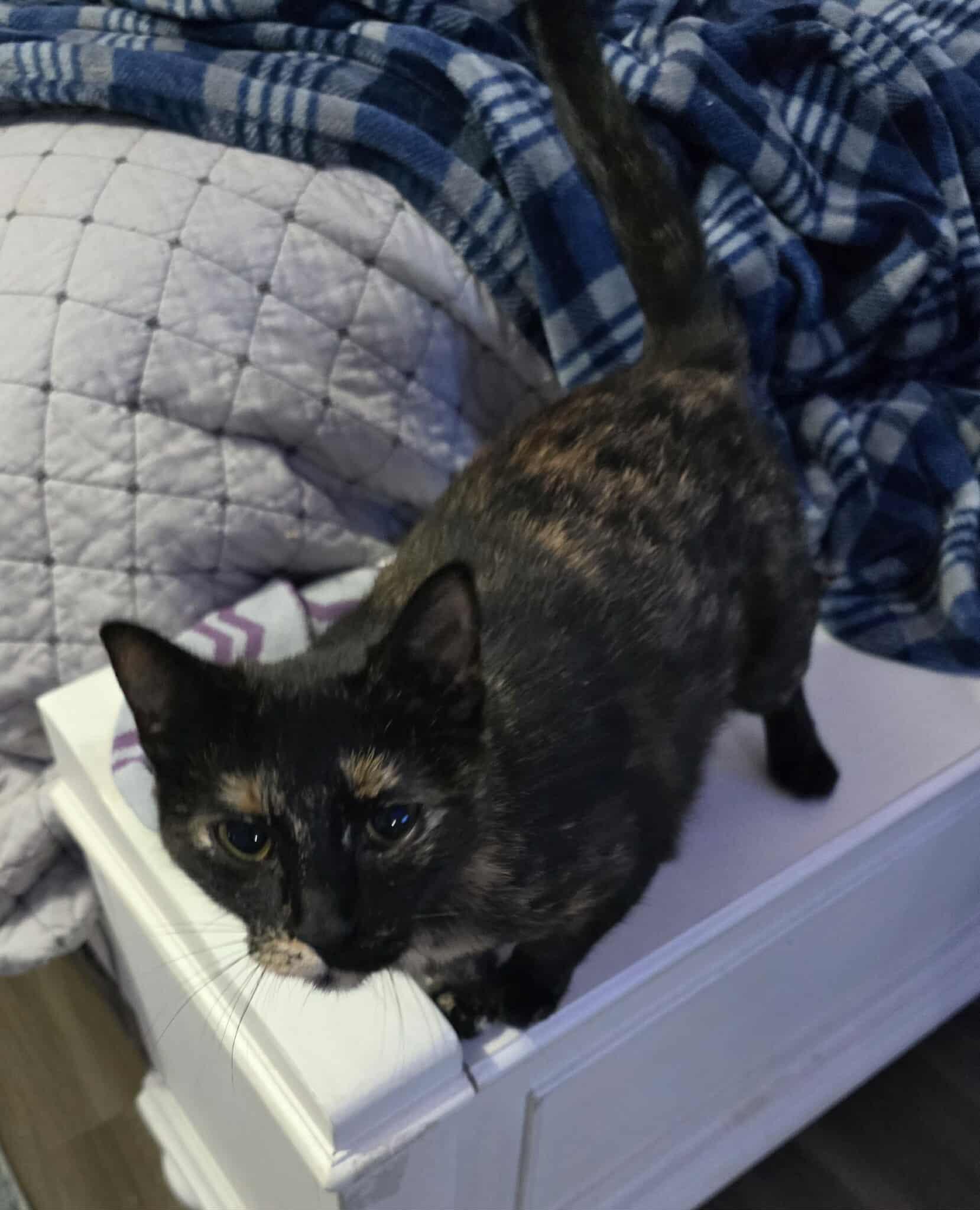 Misty (tortie)