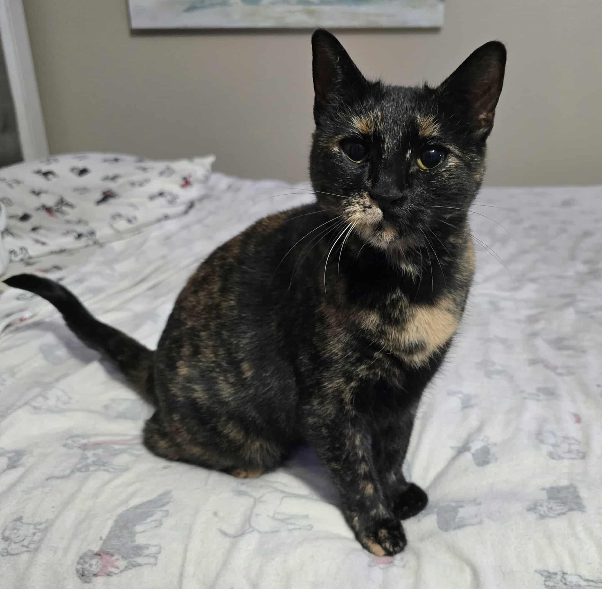 Misty (tortie), an adoptable Domestic Short Hair in Sioux Falls, SD, 57101 | Photo Image 2