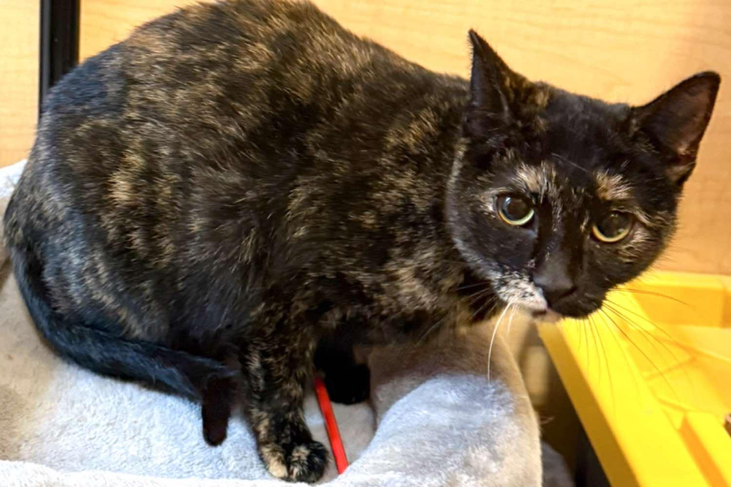 *Misty (tortie) photo 2