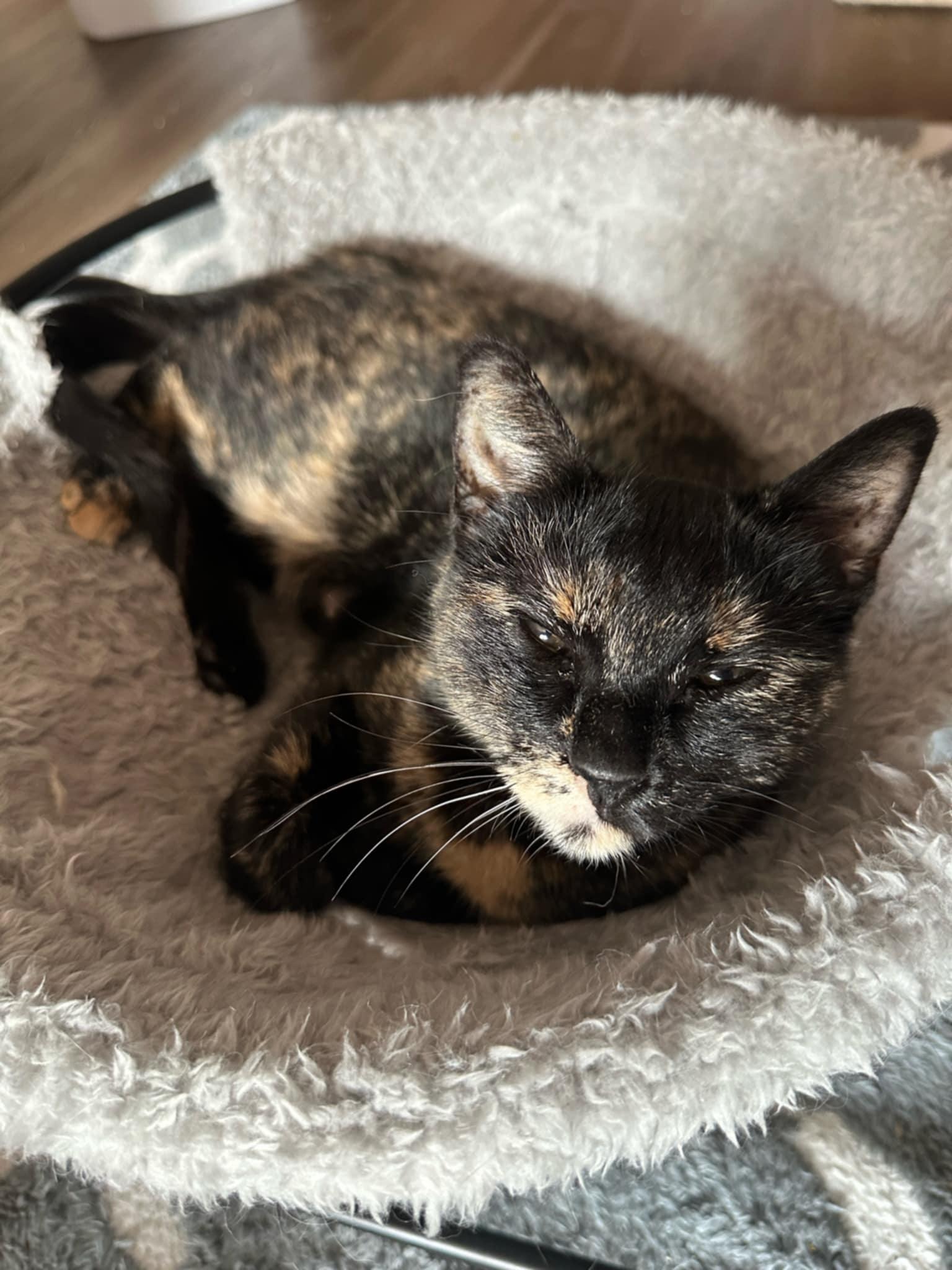 *Misty (tortie) photo 3