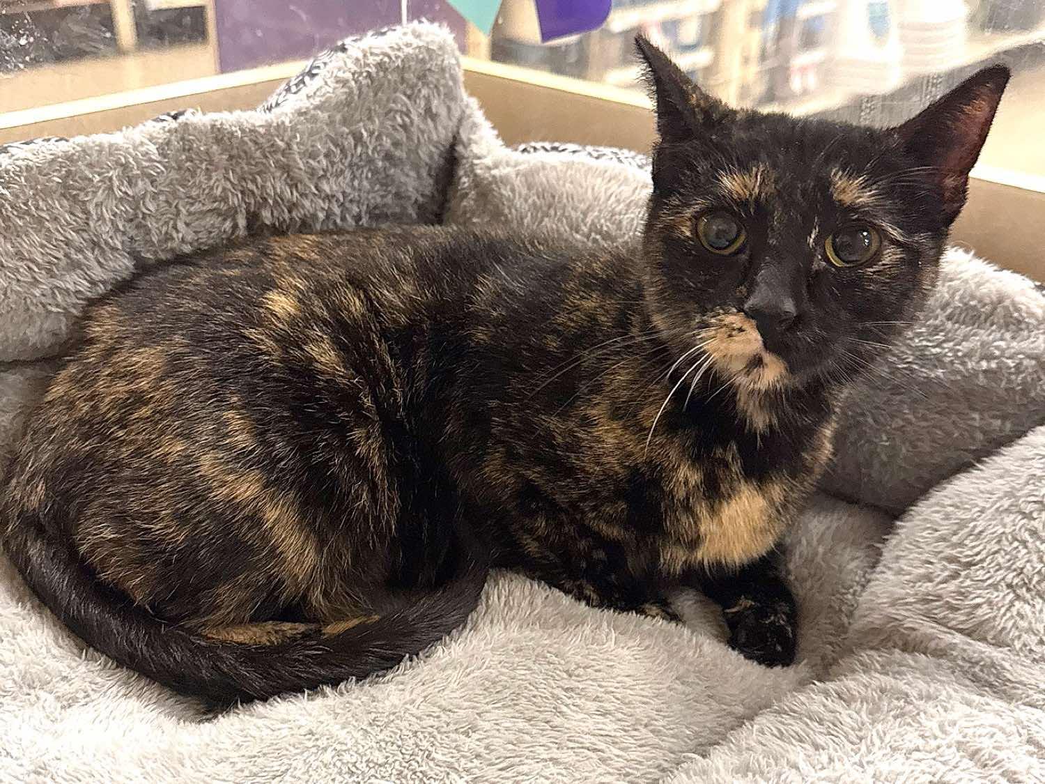 *Misty (tortie), Adult Female unknown