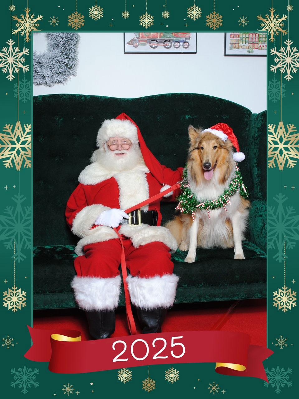 Enlarge Skye, a Adoptable Collie in Chantilly, VA image 1/3