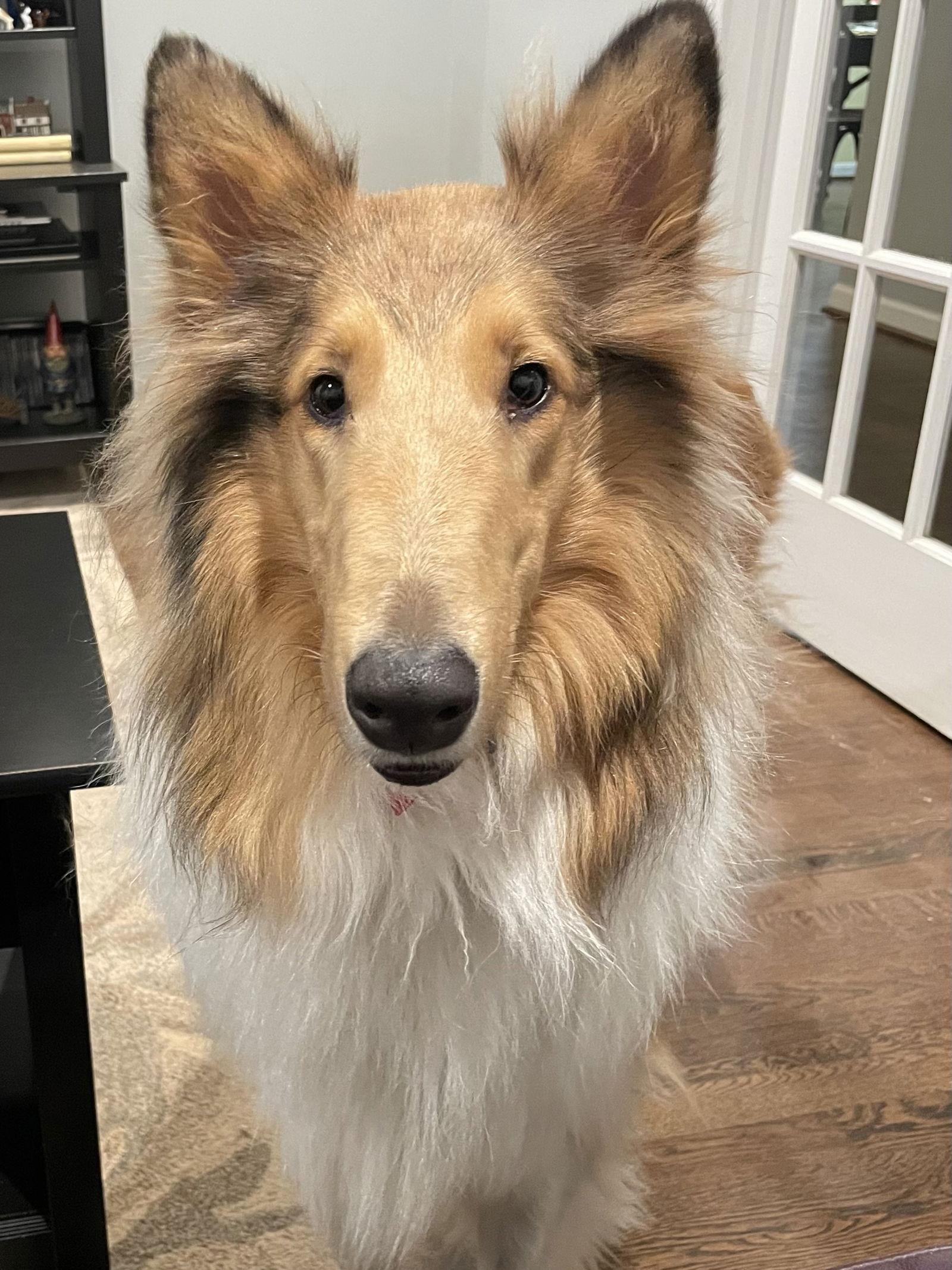 Enlarge Skye, a Adoptable Collie in Chantilly, VA image 2/3