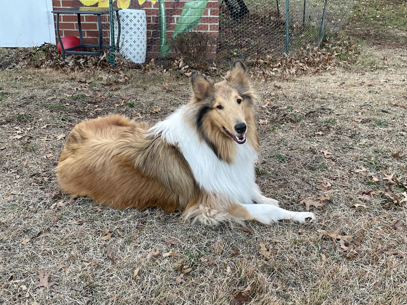 Enlarge Skye, a Adoptable Collie in Chantilly, VA image 3/3