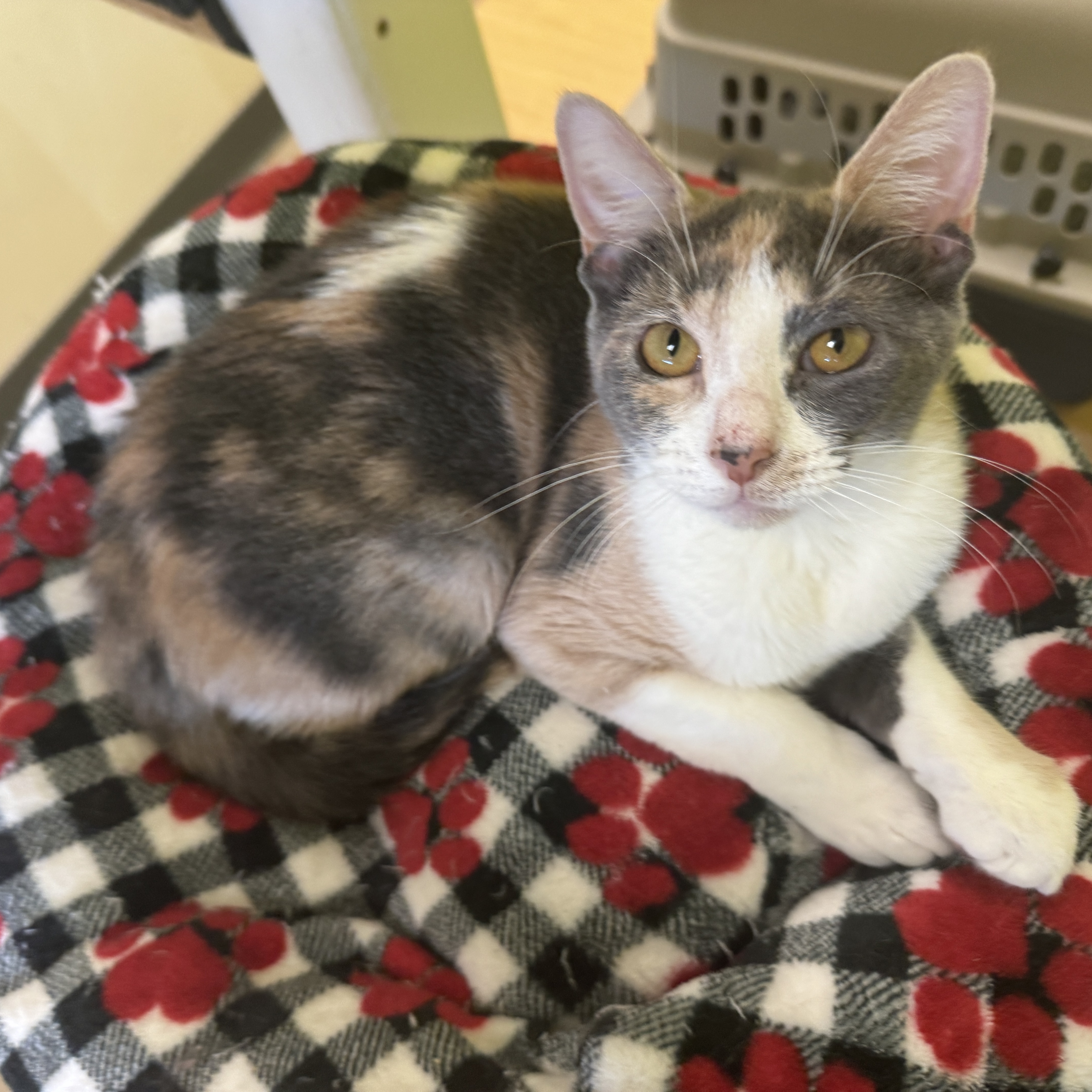 Cat for adoption Gumbo, an American Shorthair in Houston, TX Petfinder