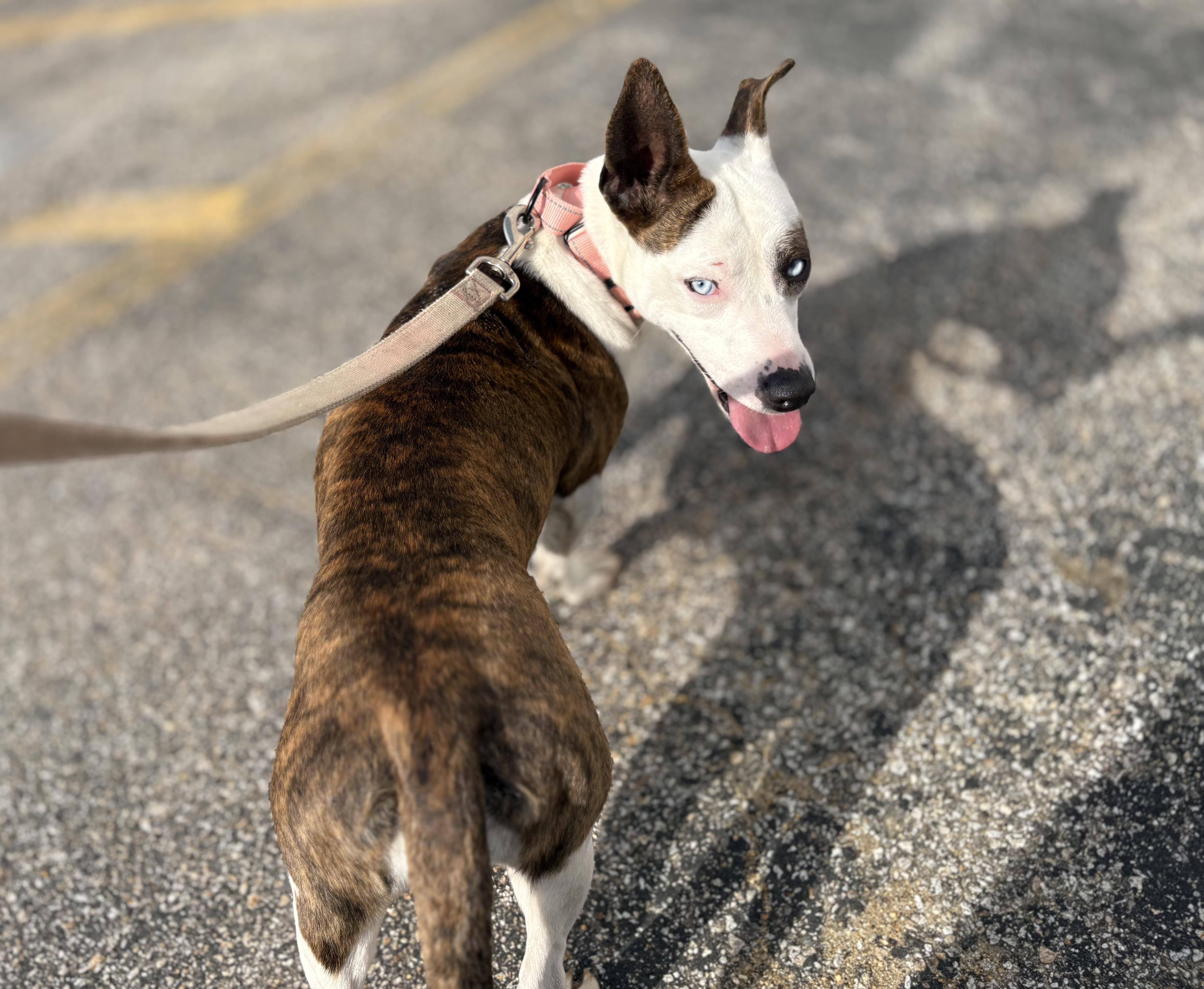 Enlarge Dumpling in NH! Come Meet our Adoptable Dogs Wednesday-Saturday. More info in Bio!, a ADOPTABLE mixed breed in Manchester, NH image 2/4
