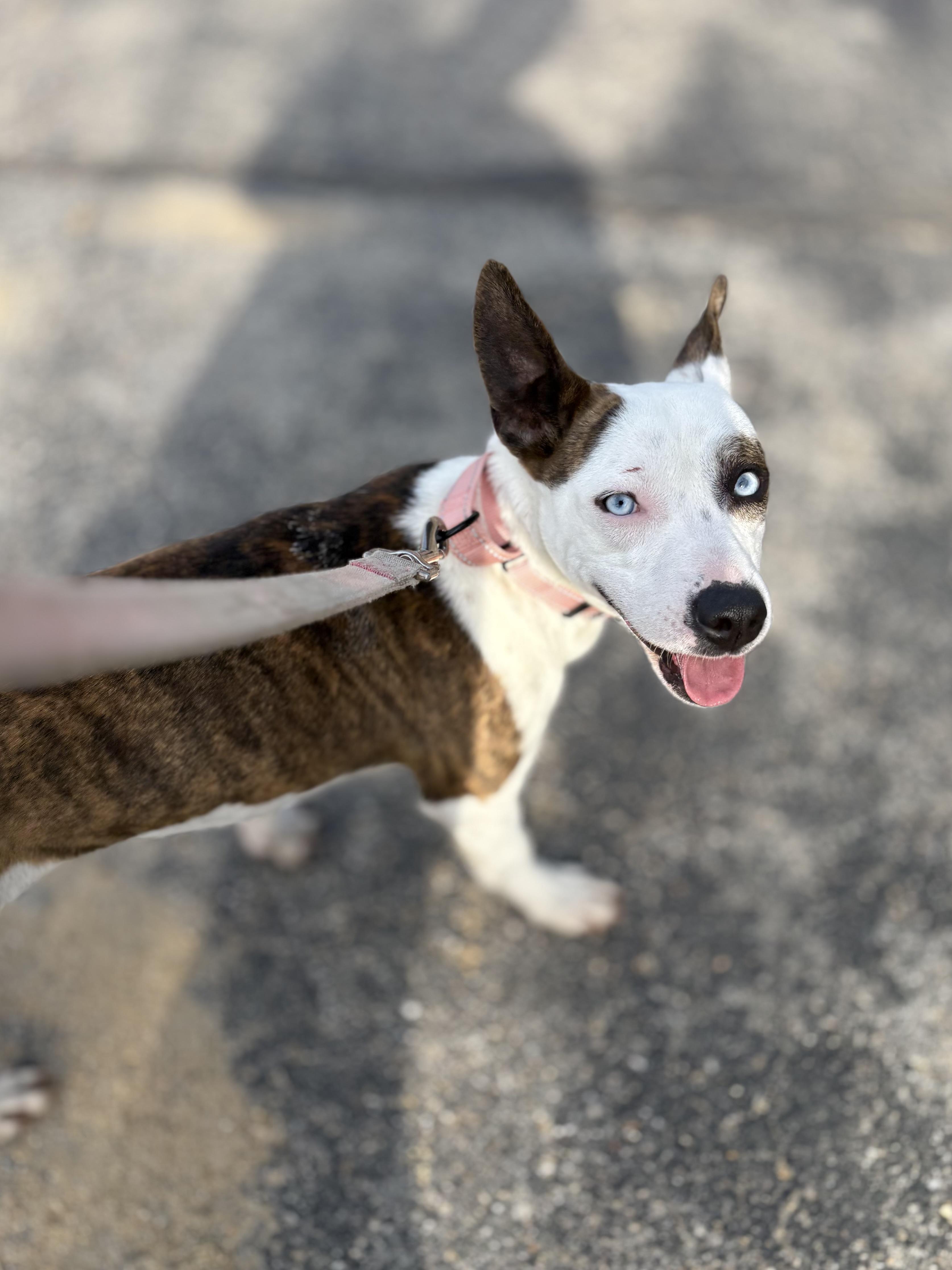 Enlarge Dumpling in NH! Come Meet our Adoptable Dogs Wednesday-Saturday. More info in Bio!, a ADOPTABLE mixed breed in Manchester, NH image 4/4
