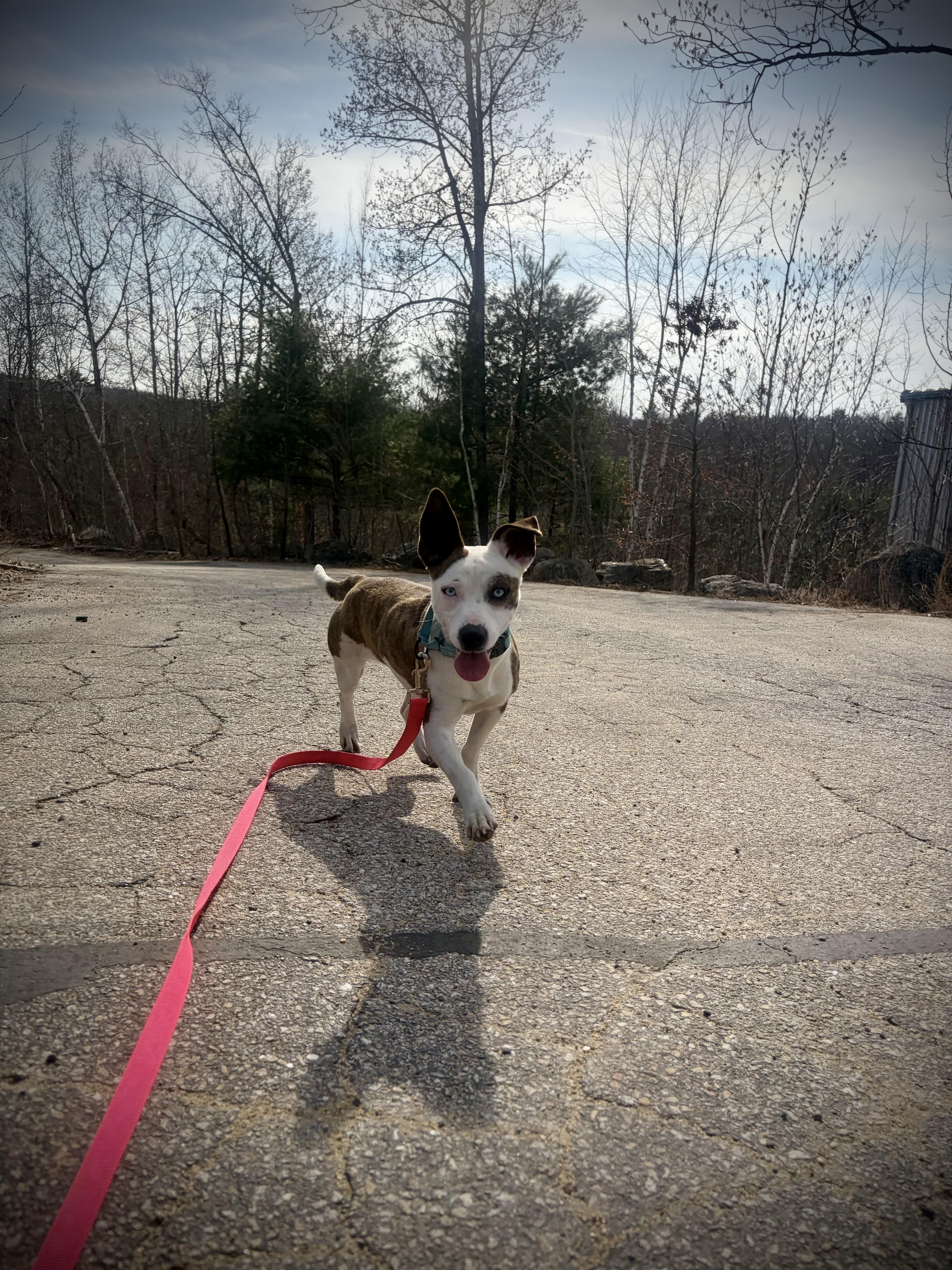 Enlarge Dumpling in NH! Come Meet our Adoptable Dogs Wednesday-Saturday. More info in Bio!, a ADOPTABLE mixed breed in Manchester, NH image 3/4