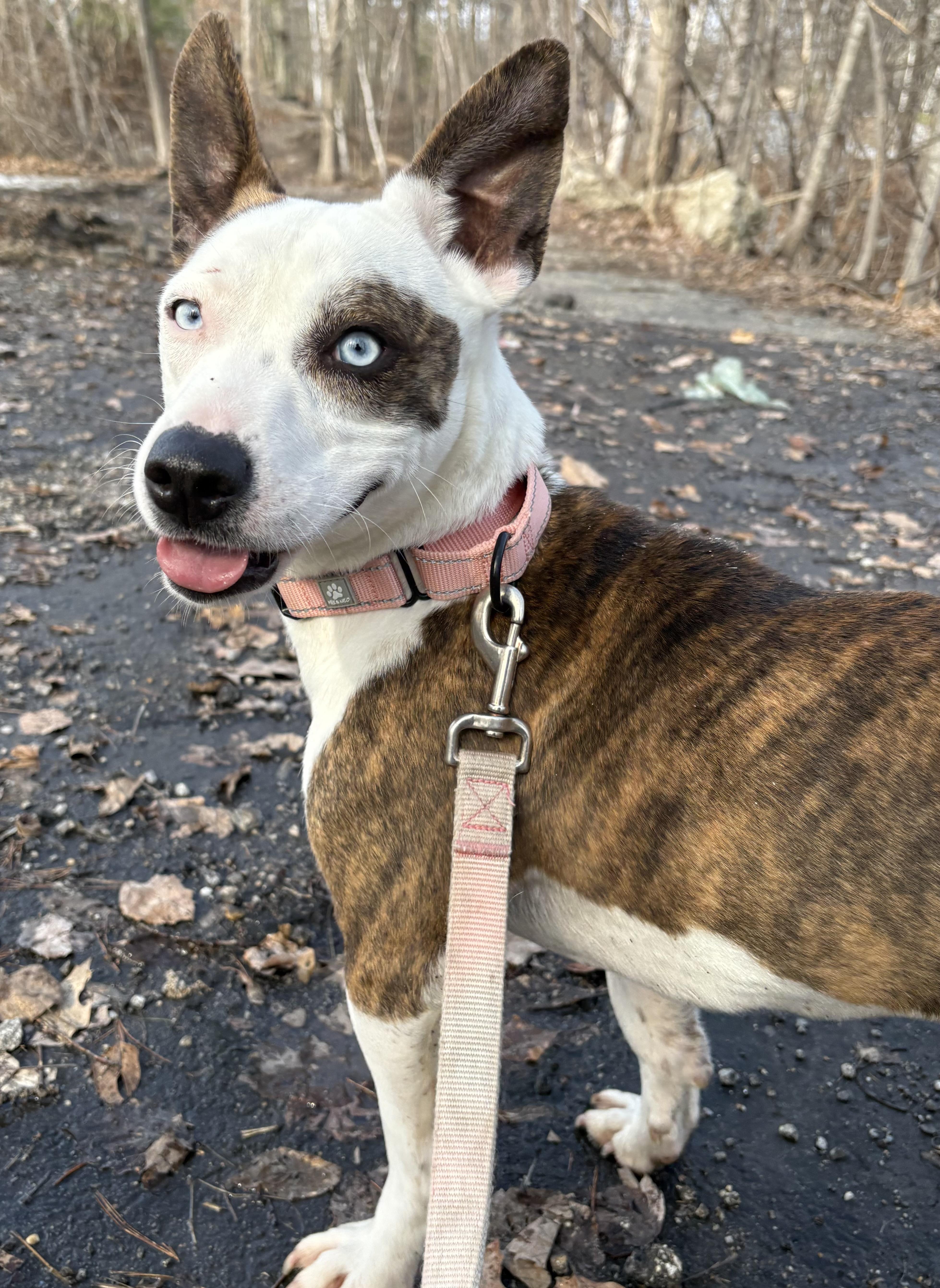 Enlarge Dumpling in NH! Come Meet our Adoptable Dogs Wednesday-Saturday. More info in Bio!, a ADOPTABLE mixed breed in Manchester, NH image 1/4