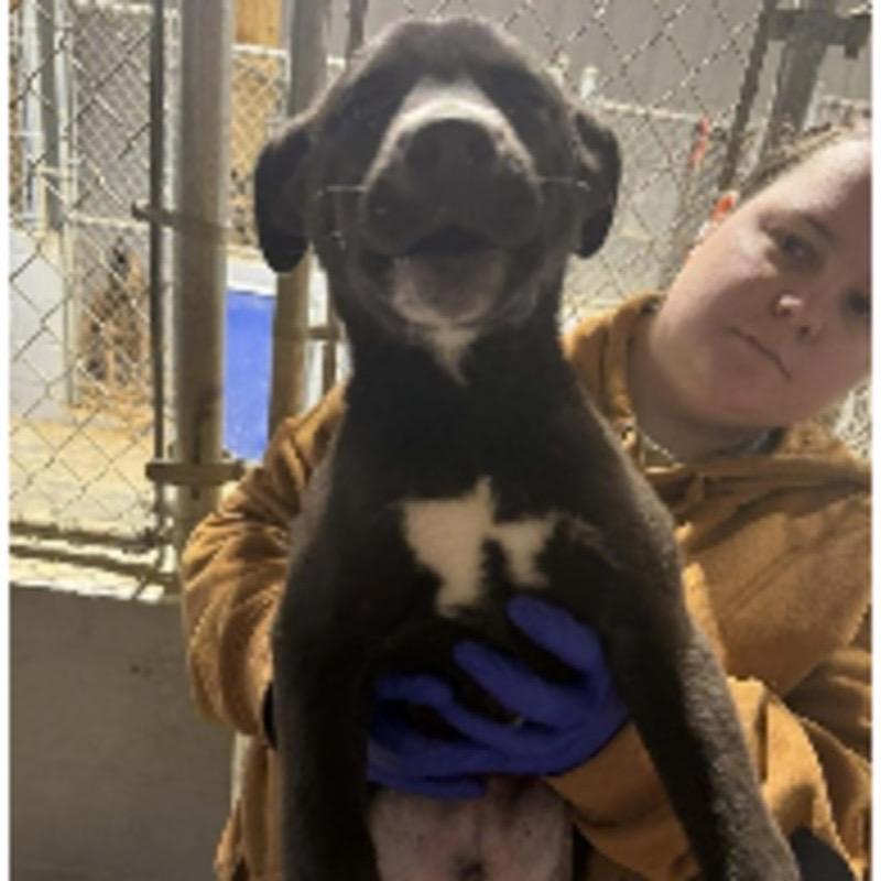 Enlarge Zamboni, a Adoptable mixed breed in Jersey City, NJ image 1/1