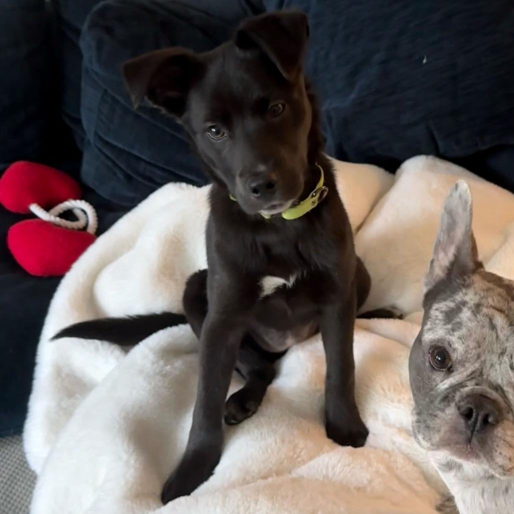 Zamboni, Adoptable, Young Female Black Labrador Retriever.