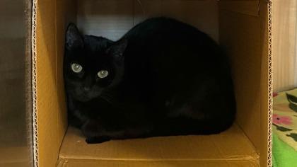 Morticia, Adoptable, Young Female Domestic Short Hair & Domestic Short Hair.
