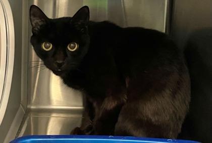 Morticia, a Adoptable Domestic Short Hair in Twinsburg, OH image 1/2
