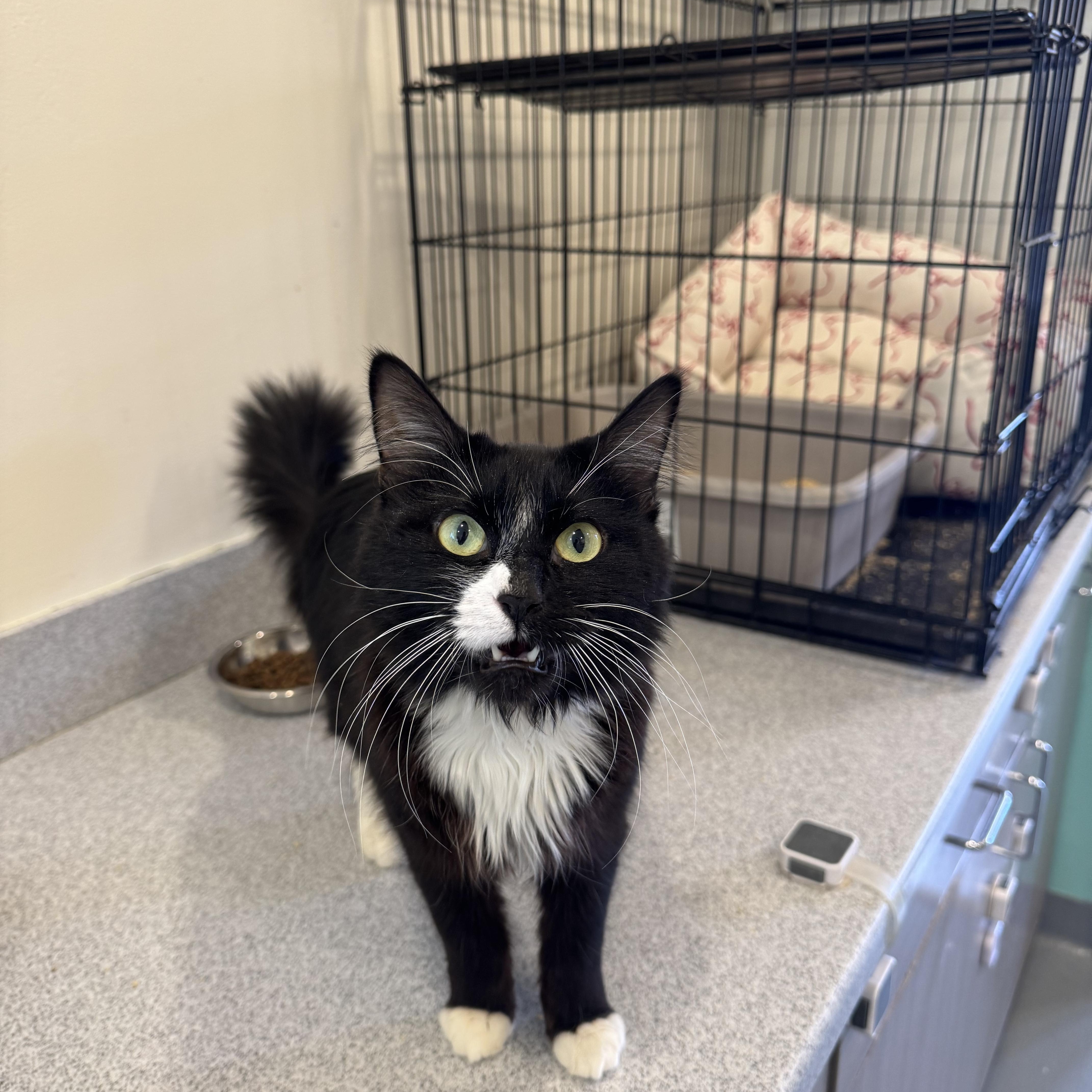 Enlarge Beijing, a ADOPTABLE Domestic Long Hair in Jackson, WY image 1/1