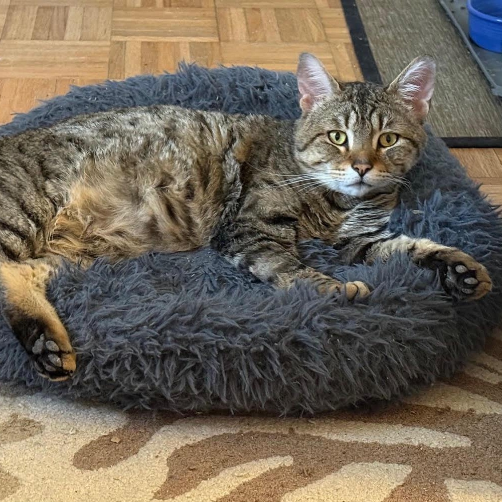 Enlarge Oscar, a ADOPTABLE Tabby in Rochester, NY image 3/3