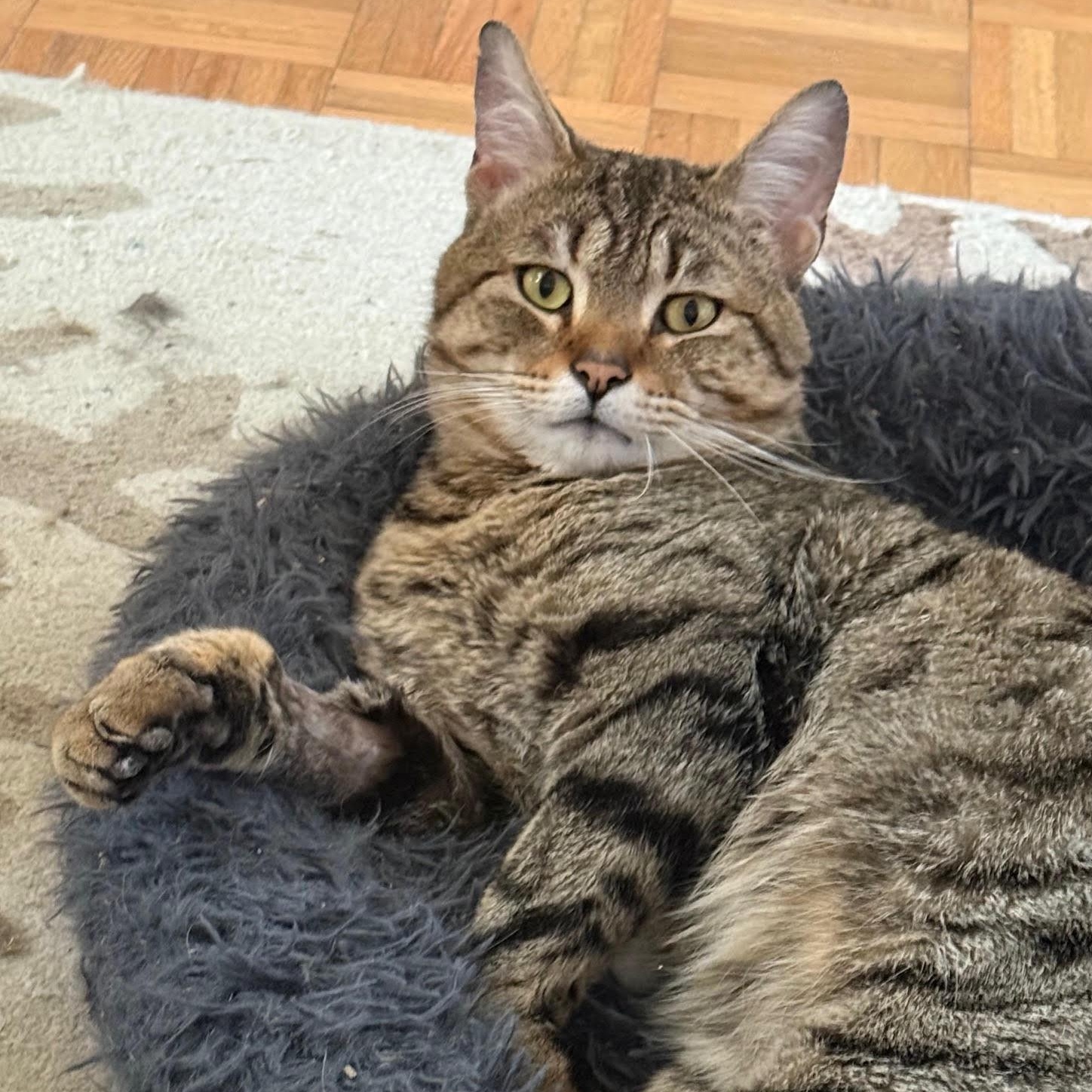 Enlarge Oscar, a ADOPTABLE Tabby in Rochester, NY image 1/3